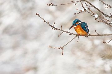Kingfisher in the snow by Dirk-Jan Steehouwer