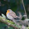 Rotkehlchen (Erithacus rubecula) von Dirk Rüter