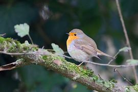 Roodborstje (Erithacus rubecula) van Dirk Rüter