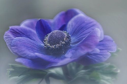 Anemone blau