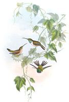 Fannys Holzstar John Gould