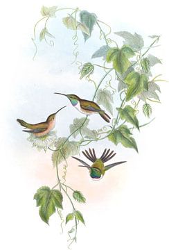 Fanny's Wood Star, John Gould van Hummingbirds
