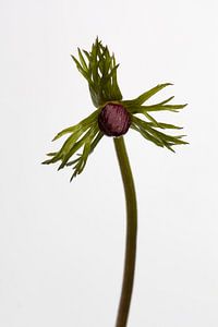 Anémone de forêt dans le bouton