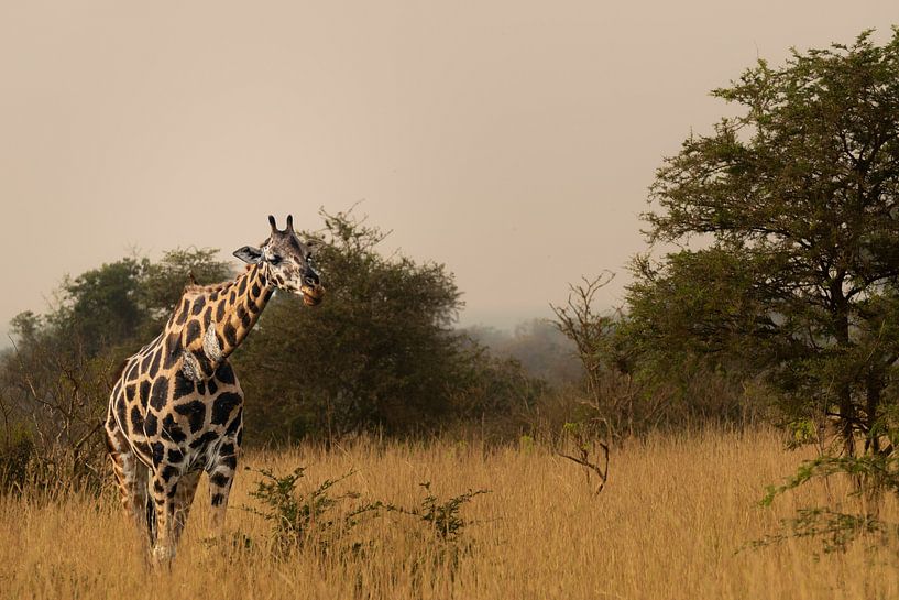 In golden glow - Giraffes in the evening sun by Rick Massar