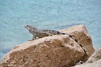 Iguana on the rocks