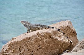 Leguaan op de rotsen