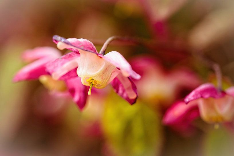 Elfflower von Rob Boon