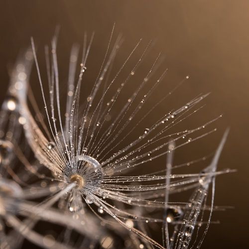 Chic: Vierkantje van een gouden paardenbloem