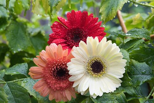 Bégonia blanc, orange et rouge avec gouttes de pluie à l'extérieur parmi des feuilles vertes