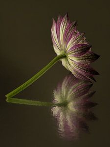 Stille Reflexion: Stille in einem Stillleben als Wanddekoration