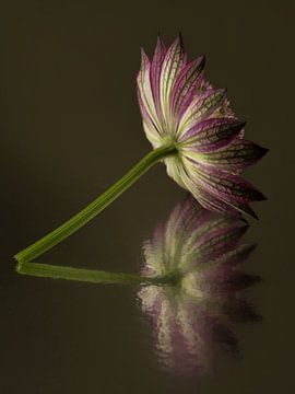 Réflexion silencieuse : la tranquillité dans une nature morte comme décoration murale sur Marjolijn van den Berg