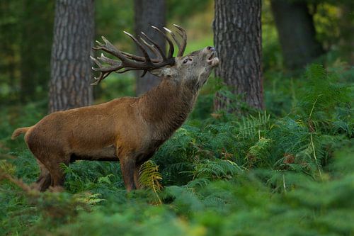Bronstig Edelhert in boslandschap met varens