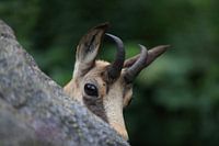 Chamois (Rupicapra rupicapra) Vosges, France