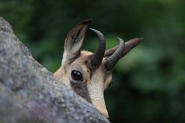 Chamois (Rupicapra rupicapra) Vosges, France by Frank Fichtmüller