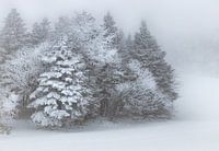 Winter Wonderland in the fog