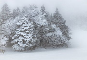 Winter Wonderland in de mist van Herke Kaandorp