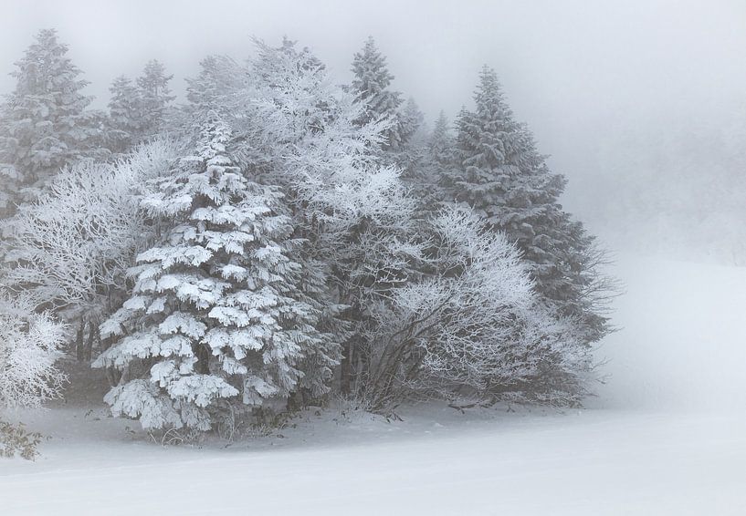 Winterwunderland im Nebel von Herke Kaandorp
