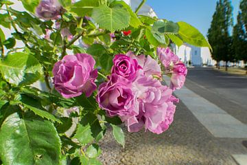 roses violettes à haut tronc au cirque de Putbus sur l'île de Rügen sur GH Foto & Artdesign