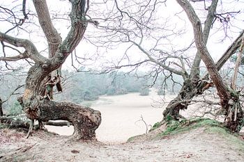 Dunes de Loonse et Drunense | Brabant Nord, Pays-Bas