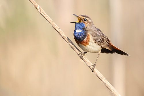 Zingende Blauwborst