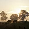 Fumées de vaches au lever du soleil en octobre sur Affect Fotografie