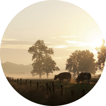 Koeien dampen bij opkomende zon in oktober van Affect Fotografie