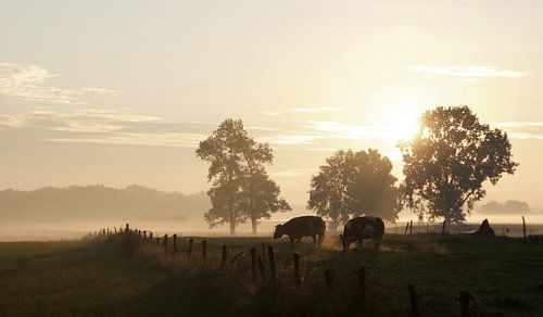 Kühe qualmen, wenn die Sonne im Oktober aufgeht
