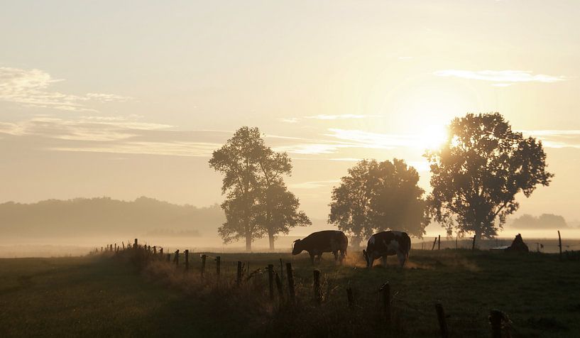 Koeien dampen bij opkomende zon in oktober van Affect Fotografie