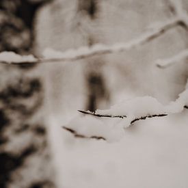 Close-up of branch with snow by Aline van Helden