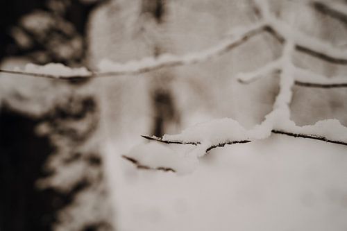 Close-up of branch with snow