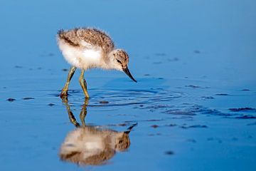 Bébé avocette au printemps aux Pays-Bas sur Eye on You