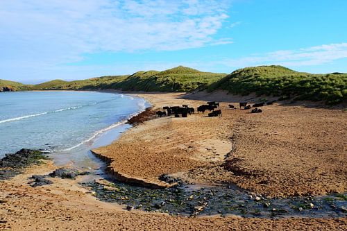 Schotland, koeien op het strand 