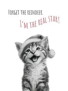 Cool Cat - Christmas Wonder