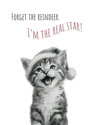 Coole kat - Kerstwonder