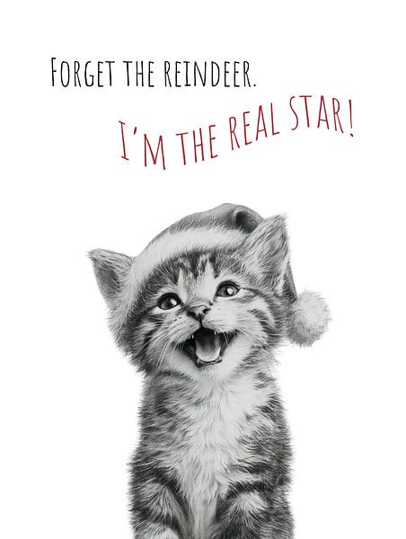 Coole Katze - Weihnachtswunder von Melanie Viola