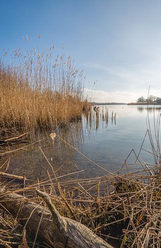 Nederlands Nationaal Park De Biesbosch in het winter seizoen