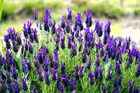 Lavendel