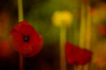 Poppy in an abstract garden