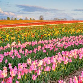 Champ de tulipes multicolores au soleil couchant sur Michael Valjak