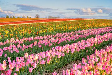 Champ de tulipes multicolores au soleil couchant sur Michael Valjak