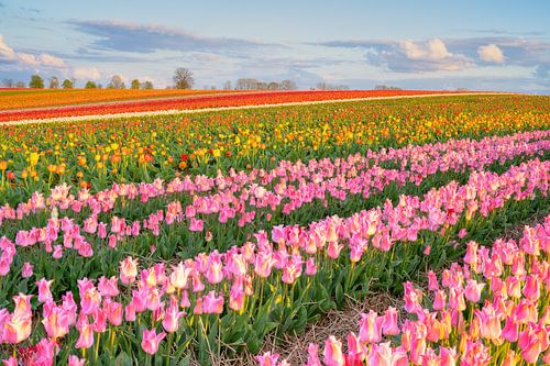 Kleurrijk tulpenveld in de avondzon