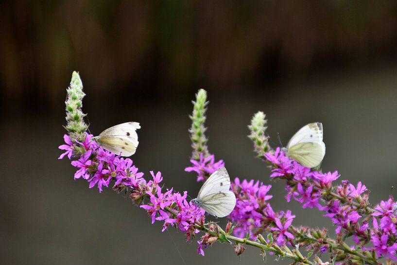 Cabbage Whites by Shutterbalance