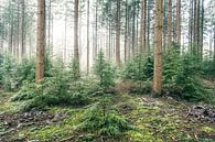 Winter dennenbos tijdens een koude winterdag van Sjoerd van der Wal Fotografie thumbnail