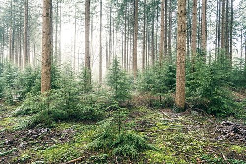 Winter dennenbos tijdens een koude winterdag