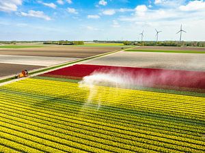 Tulpen auf einem mit einem landwirtschaftlichen Sprinkler besprühten Feld
