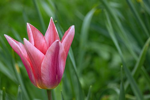 Elegante tulp in lentelicht