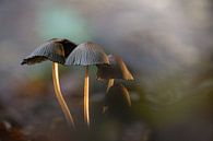 Mushrooms taupe by Willian Goedhart thumbnail