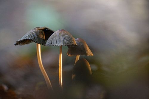 Paddenstoelen taupe