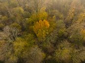 Mistig winterbos met kleurrijke bladeren van bovenaf gezien van Sjoerd van der Wal Fotografie thumbnail