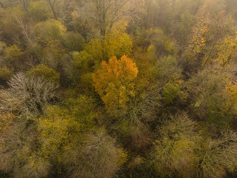 Mistig winterbos met kleurrijke bladeren van bovenaf gezien van Sjoerd van der Wal Fotografie